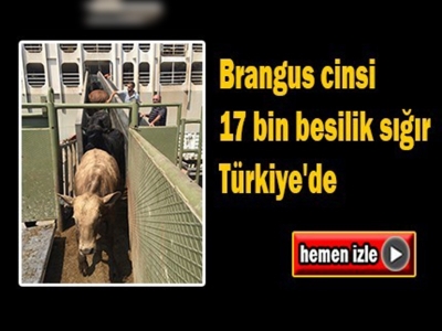 Brezilya'dan 17 bin Brangus cinsi besilik sığır geldi