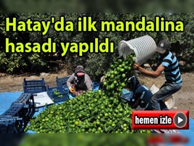 Erkenci mandalina türü toplanmaya başladı