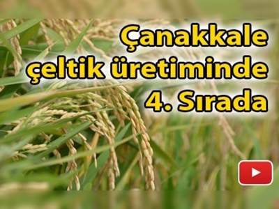 Çeltik çeşit demostrasyonu tarla günü yapıldı