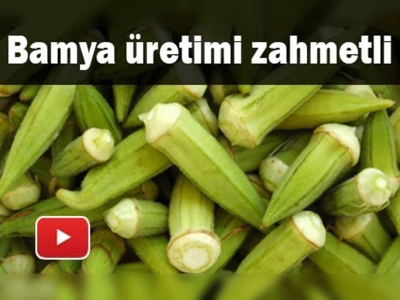 Tarladan sofraya zorlu bamya serüveni