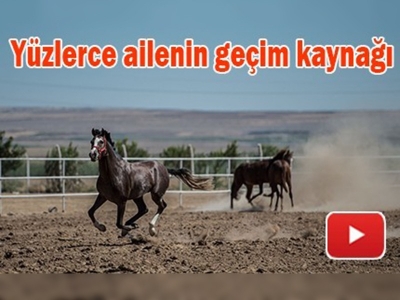 Safkan Arap Atları Suruç Ovası'nda yetişiyor