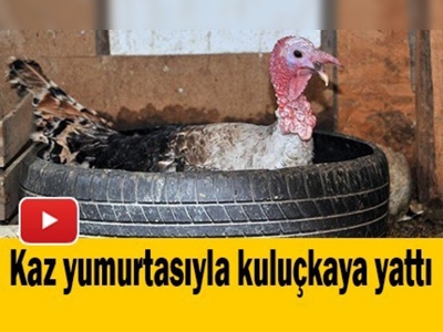 Hindi, Alman kazı yumurtasıyla kuluçkaya yattı