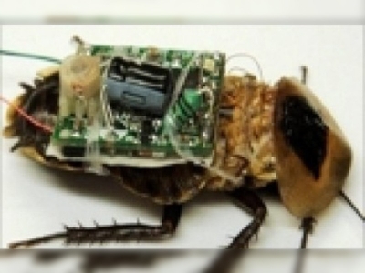 Robot böcekler hayat kurtaracak