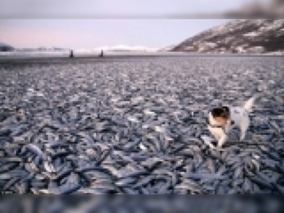 Kumsala 20 ton ölü balık vurdu