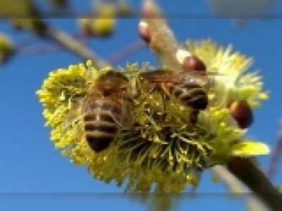 Toplu arı ölümleri korku yaratıyor