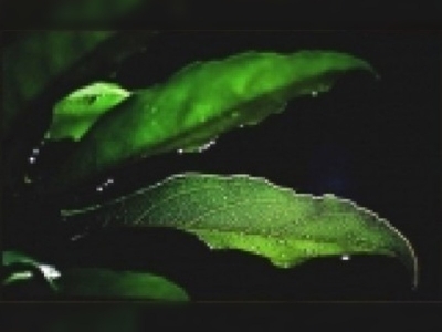 Bitkiler düşmanlarını tanıyor! 