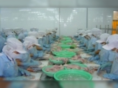 Balık, biyodizel yakıt oluyor!