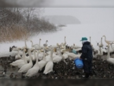 Kuş gribi yeniden ortaya çıktı
