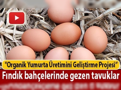 Fındık üreticilerinde organik yumurta sevinci 