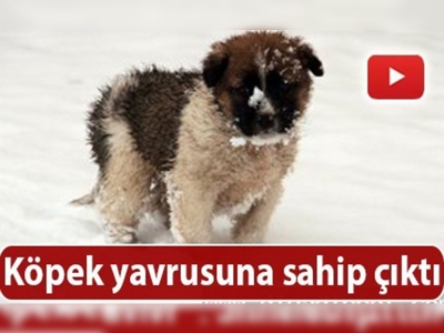 Donmak üzereyken bulundu