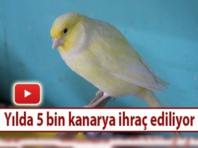 Kilis'ten 7 ülkeye kanarya ihracatı