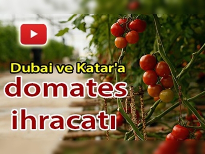 Türk domatesi THY ile havalanacak