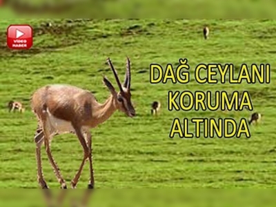 Hatay Dağ Ceylanını köylüler koruyor