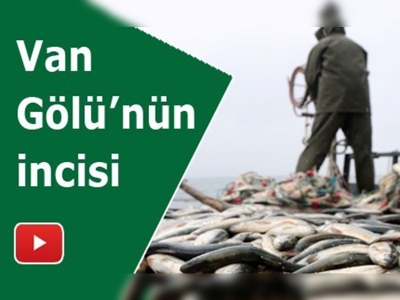 İnci kefali av yasağı 15 Nisan'da başlıyor