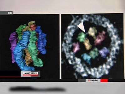 Japonya domuz gribine savaş açtı