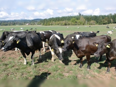 Hayvan refahı ile ilgili yeni yönetmelikler yürürlüğe girdi