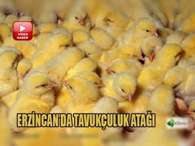 Erzincanda tavukçuluk kanatlanacak