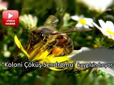 Arı kayıplarında kaygılandıran artış