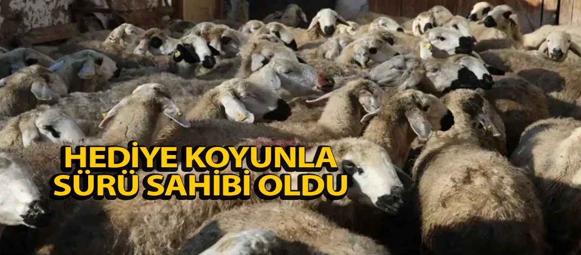 Hediye koyunla sürü sahibi oldu