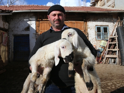 Hediye koyunla sürü sahibi oldu