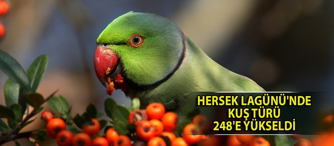 Hersek Lagünü'nde kuş türü 248'e yükseldi