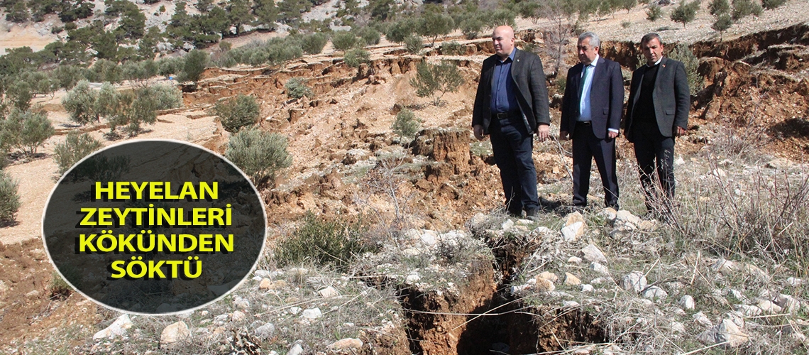 Heyelan zeytinleri kökünden söktü