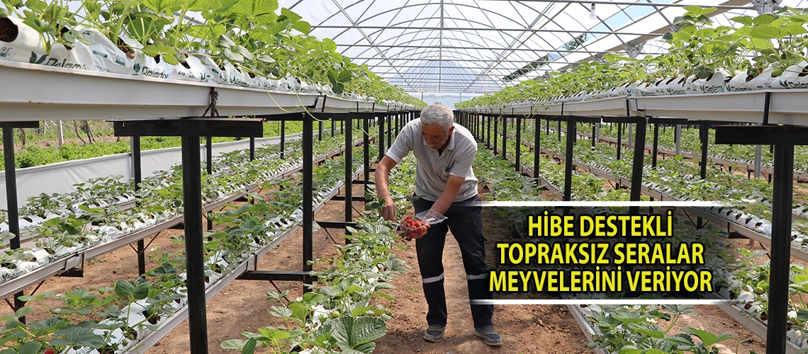 Hibe destekli topraksız seralar meyvelerini veriyor