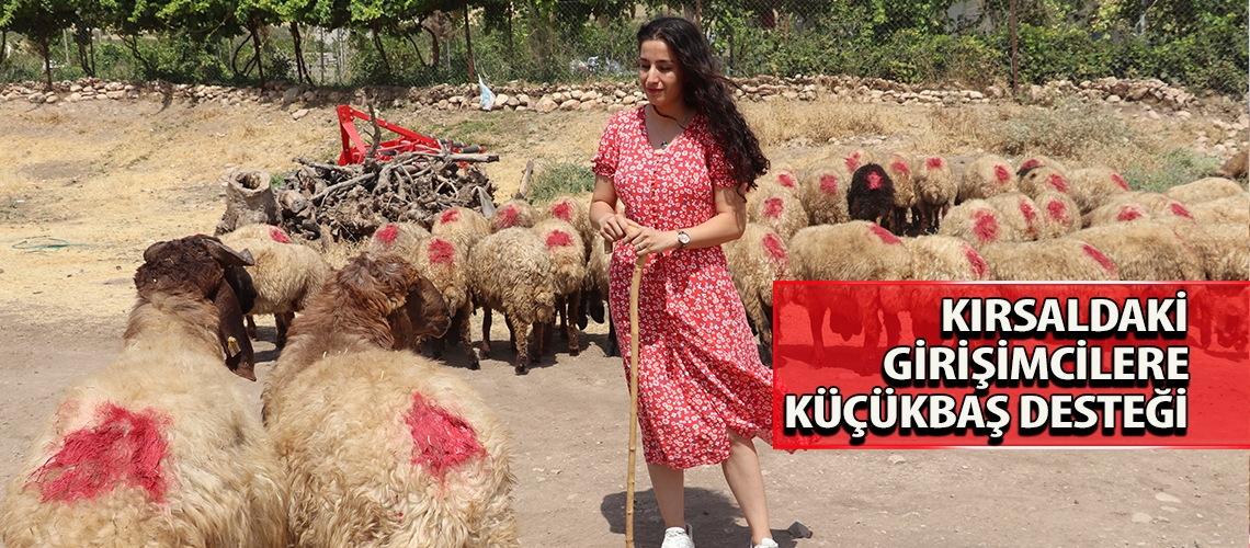 Kırsaldaki girişimcilere küçükbaş desteği