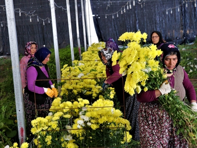 Hibeler çiçek açtı, kadın çiftçi patron oldu