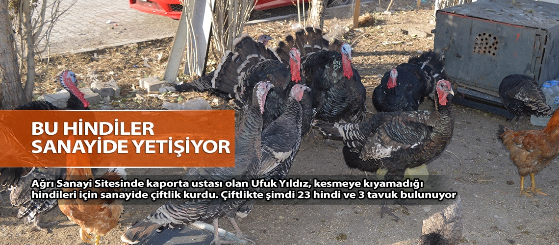 Bu hindiler sanayide yetişiyor