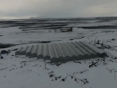 Termal seralarda Hindistan cevizli üretim