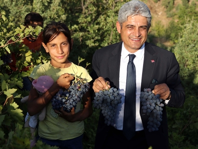 Hizan üzümünden 50 milyon TL gelir bekleniyor