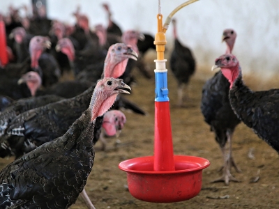 Bahçede başladığı üretimi tesise taşıdı