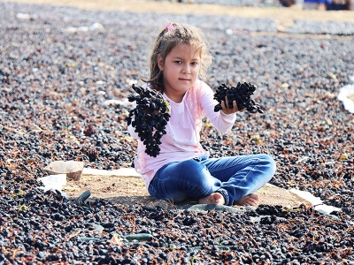 ‘Horoz karası’ Kilis’in kavurucu sıcağında kuruyor