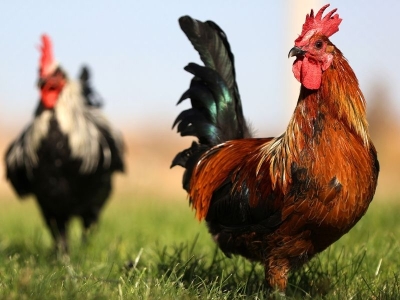 Denizli horozu ırkı Konya’da korunuyor