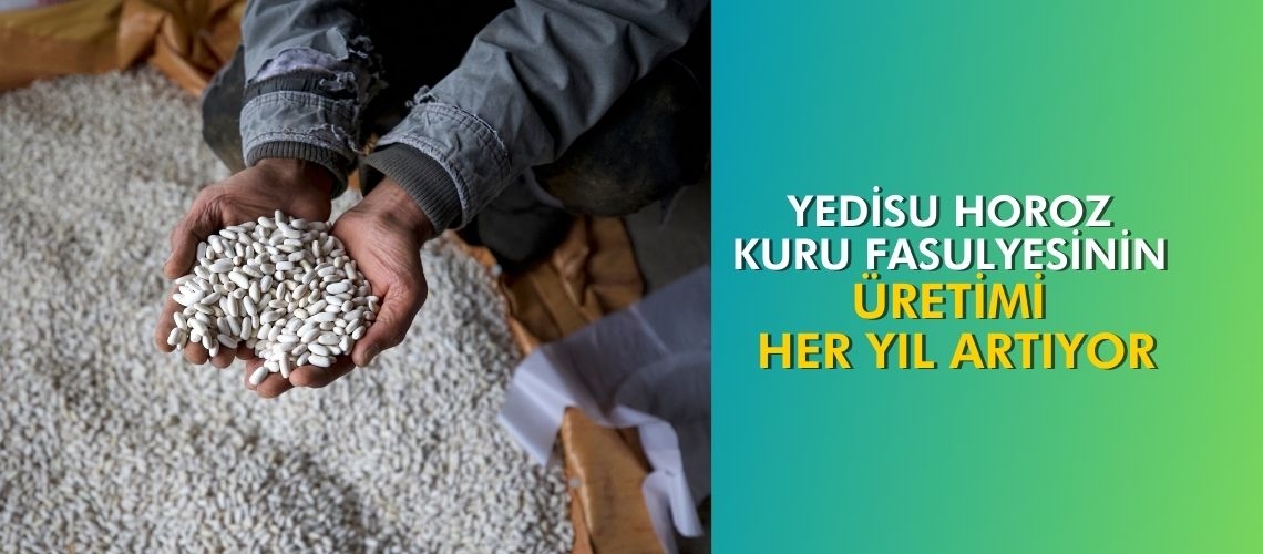 Yedisu horoz kuru fasulyesinin üretimi her yıl artıyor