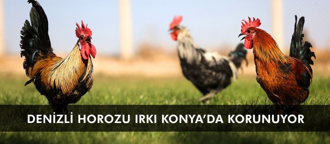 Denizli horozu ırkı Konya’da korunuyor