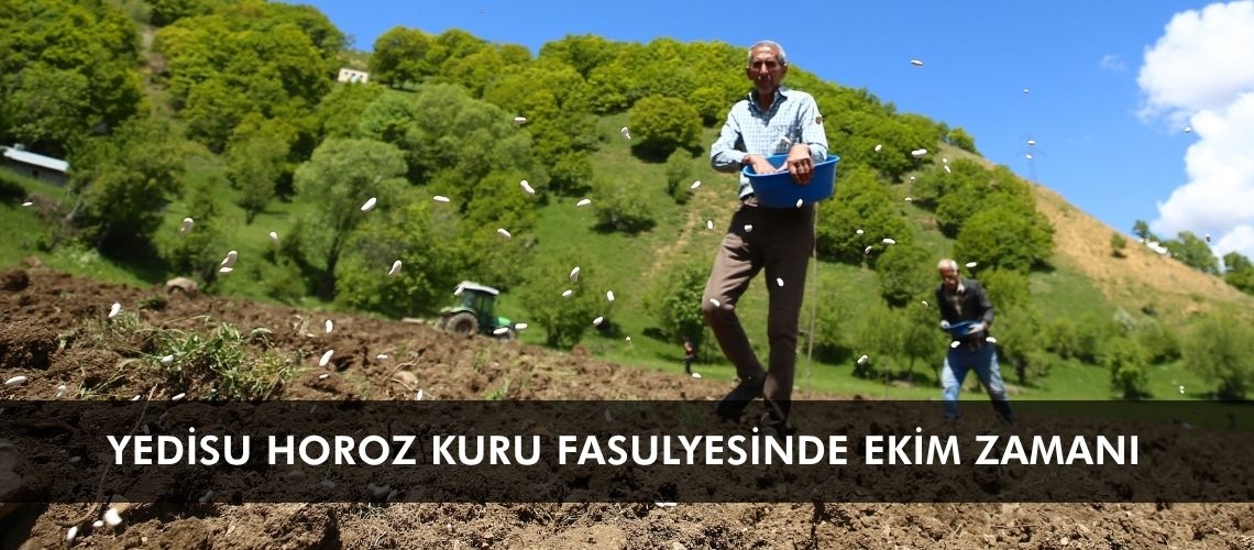 Coğrafi işaretli Yedisu horoz kuru fasulyesinde ekim zamanı