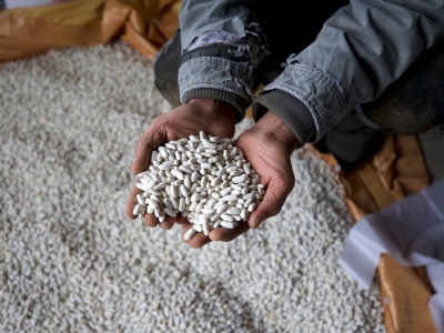 Yedisu horoz kuru fasulyesinin üretimi her yıl artıyor