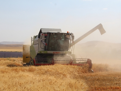 TMO hububat alım fiyatlarını artırdı