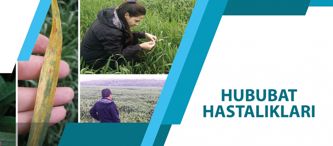 HUBUBAT HASTALIKLARI