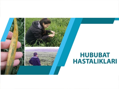 HUBUBAT HASTALIKLARI