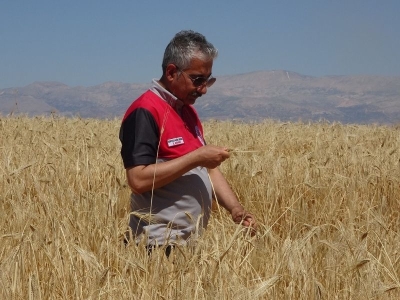 Adıyaman'da yağışlar hububat rekoltesini yükseltti