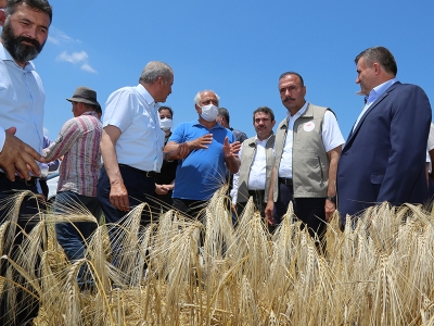 Hububatta verim yerli çeşitlerle artıyor