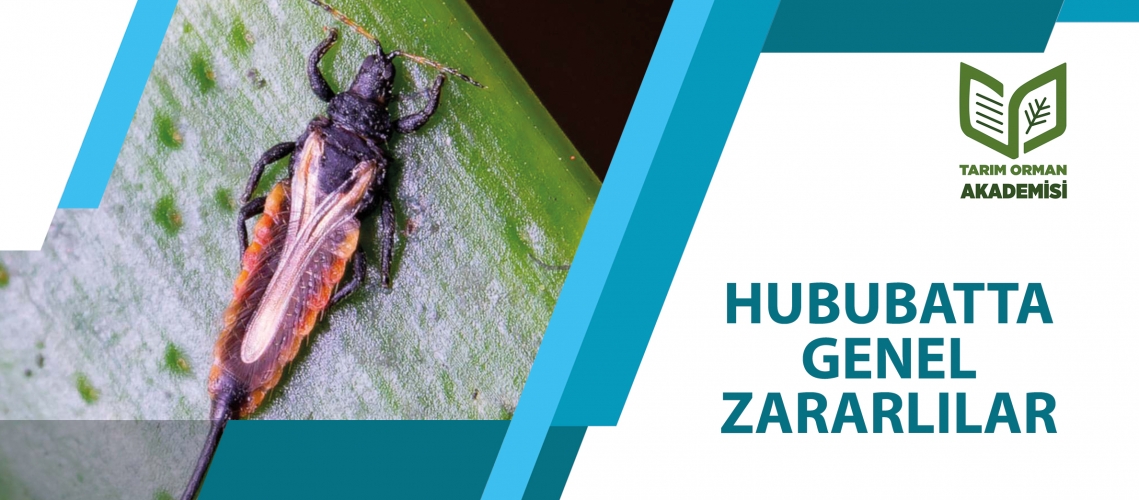 HUBUBATTA GENEL ZARARLILAR