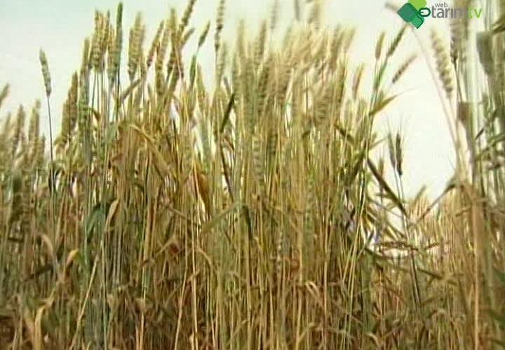 Hububatta Başak Hastalıkları