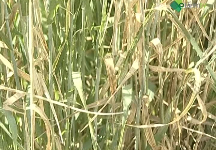 Hububatta Yaprak, Kök ve Kökboğazı Hastalıkları