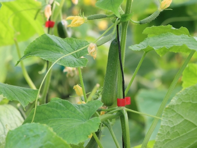 Hümik asitle topraklar güçleniyor