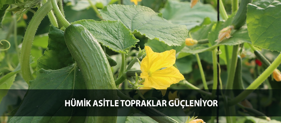 Hümik asitle topraklar güçleniyor