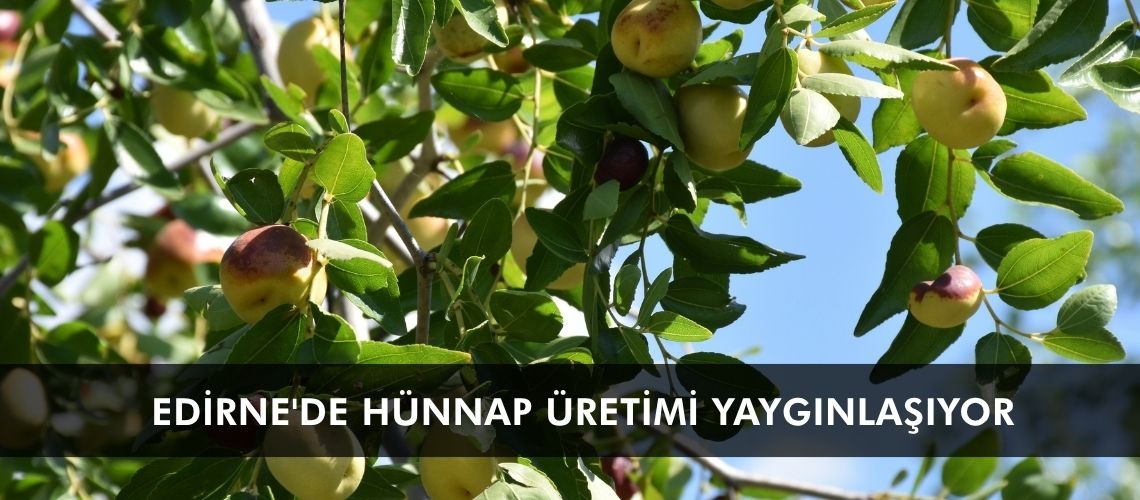 Edirne'de hünnap üretimi yaygınlaşıyor
